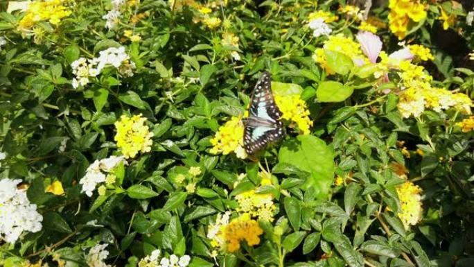 4k视频选择性聚焦黑色和蓝色蝴蝶飞行和着陆的特写镜头，从花园里盛开的黄色花朵花粉中收集花蜜，以抵御早