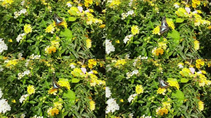 4k视频选择性聚焦黑色和蓝色蝴蝶飞行和着陆的特写镜头，从花园里盛开的黄色花朵花粉中收集花蜜，以抵御早