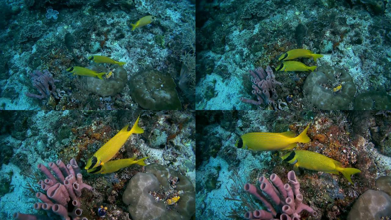假面棘足-Siganus puellus和蓝斑棘足-Siganus corallinus以珊瑚礁为食