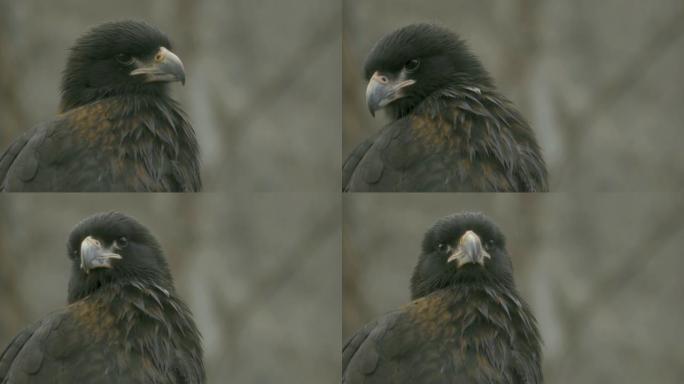 falcon Falkland Caracara向左然后向右看