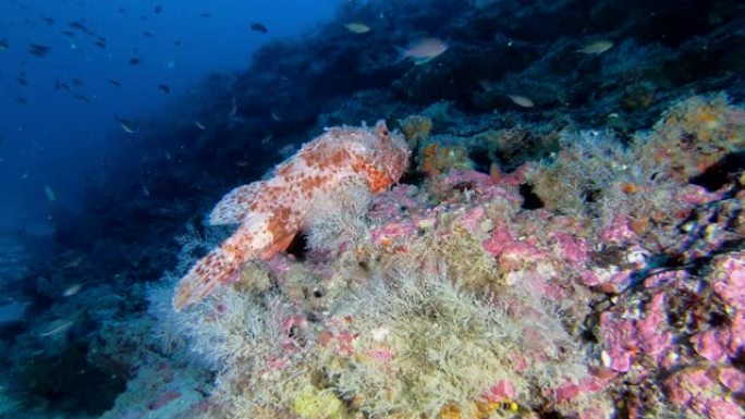 海洋野生动物大红杜父鱼 -- 地中海深海潜水