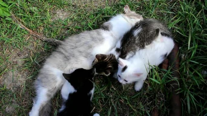 猫和三只小猫