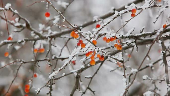 冬天的冻伤浆果