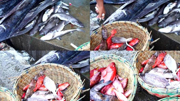 在传统海鲜市场出售的小鲨鱼