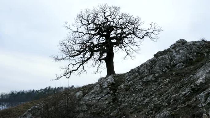 通往摩拉维亚南部一座山的道路上的一棵孤独的树，躺在广阔环境的德文全景山上