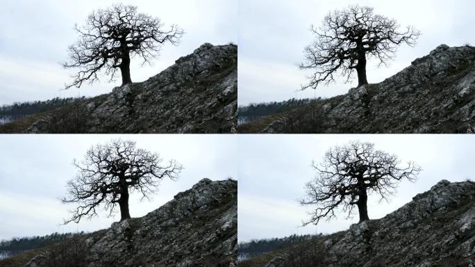 通往摩拉维亚南部一座山的道路上的一棵孤独的树，躺在广阔环境的德文全景山上