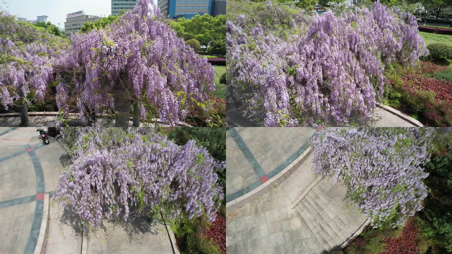 春风中的紫藤花DJI_0979