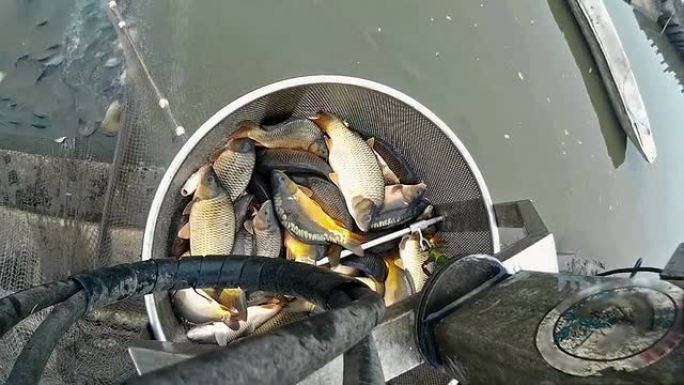 在养鱼场收割鱼