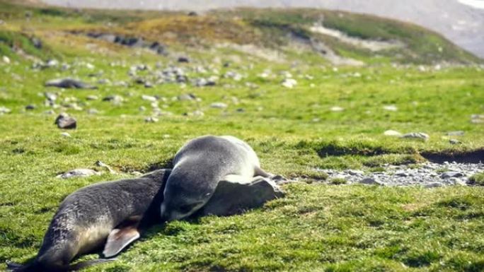 南极洲: 企鹅岛上的海狗