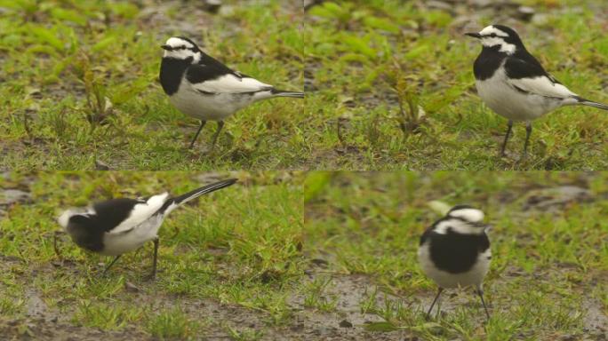 库纳希尔的白w (Motacilla alba lugens)