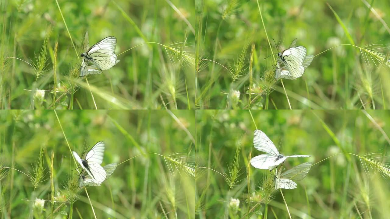 一只白色飞蝶的宏观镜头