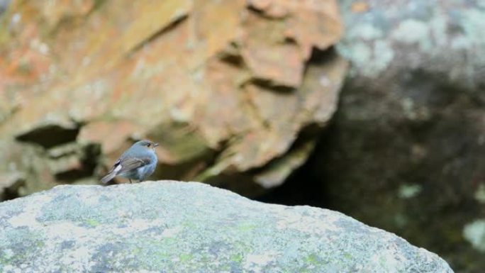 4k美丽的小蓝鸟站在岩石上反向跳跃。