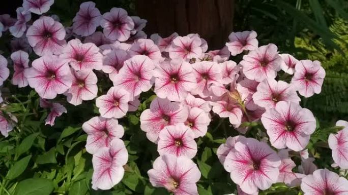 Ruellia tuberosa花，墨西哥矮牵牛花在花园里