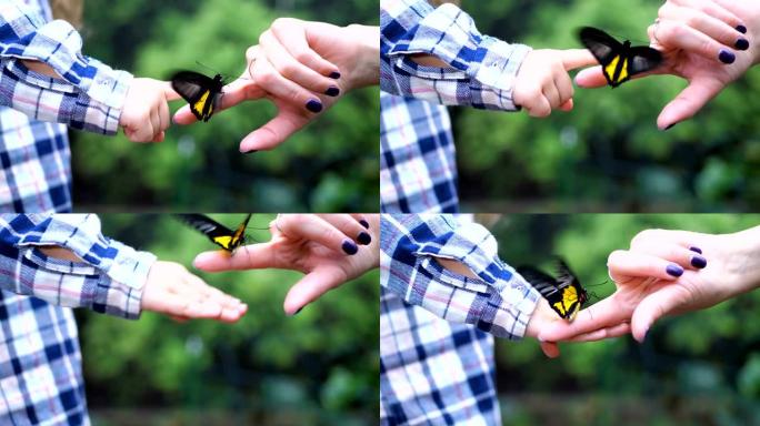 一只女性的手将一只活的蝴蝶传给一只儿童的手。蝴蝶漂亮地拍打着翅膀。4k慢速移动