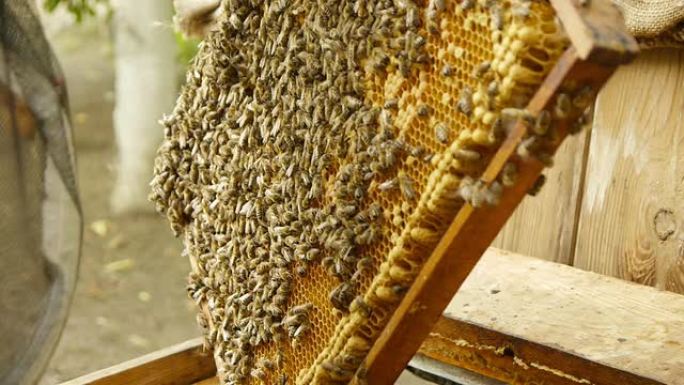 养蜂人与蜂窝一起工作