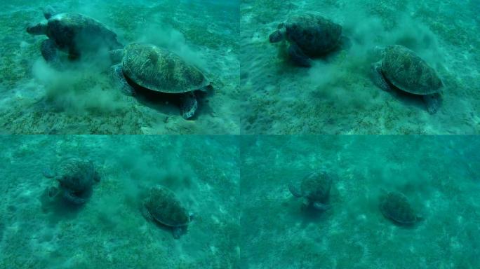 两只绿海龟 (Chelonia mydas) 在底部吃海藻，红海，马萨阿拉姆，阿布·达巴布，埃及