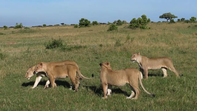 非洲狮子，豹狮子座，雌性穿过萨凡纳，肯尼亚的茨沃公园，慢动作