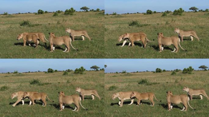 非洲狮子，豹狮子座，雌性穿过萨凡纳，肯尼亚的茨沃公园，慢动作