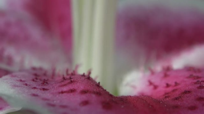 花瓣特写上的雨滴