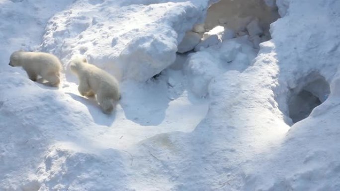 有小幼崽的白色北极熊家族。新生的北极熊幼崽在雪地上玩耍。