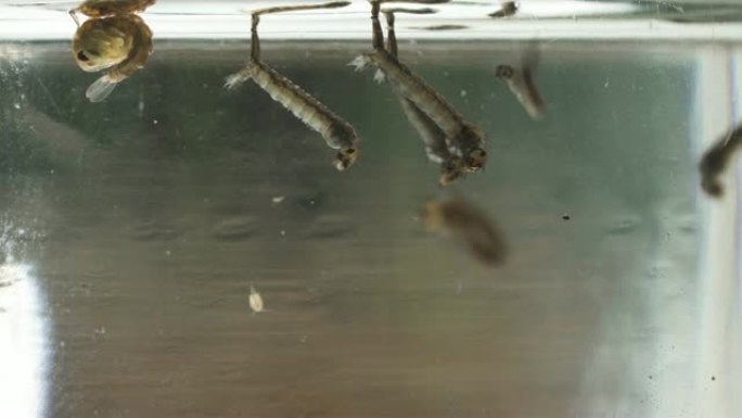 蚊子幼虫和蛹