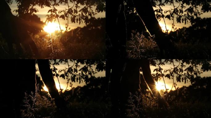日落在一棵阴沉的老橡树下