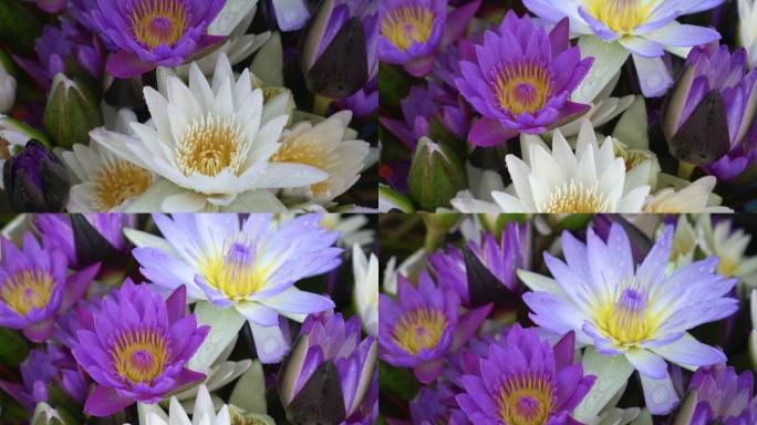 紫莲睡莲花组水生植物