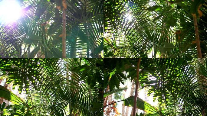 慢动作180fps的热带植物后面的镜头耀斑
