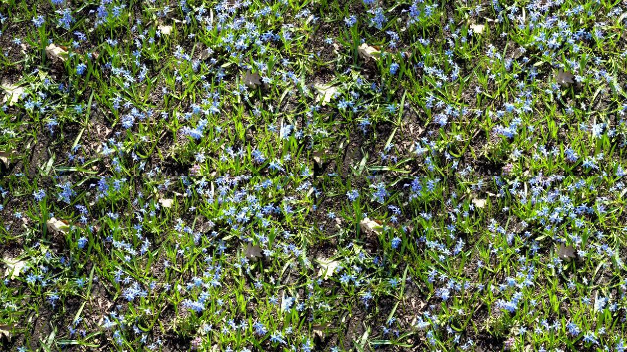 森林中的Scilla siberica或蓝色雪花莲。在晴朗的晴天，第一个春天的风铃草在风中摆动。春天