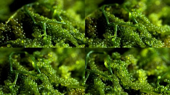 海葡萄 (绿色鱼子酱) 海藻，