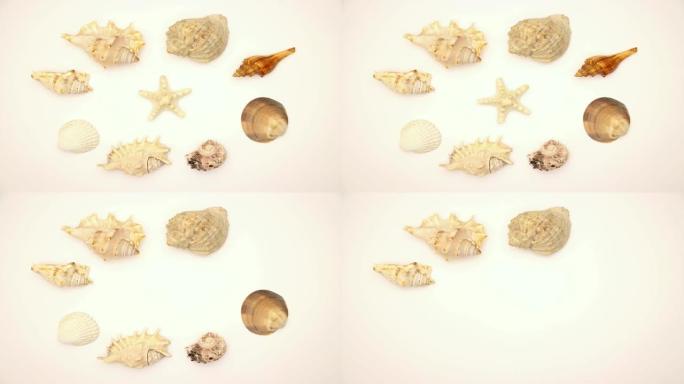 贝壳和中间的星星-停止运动动画