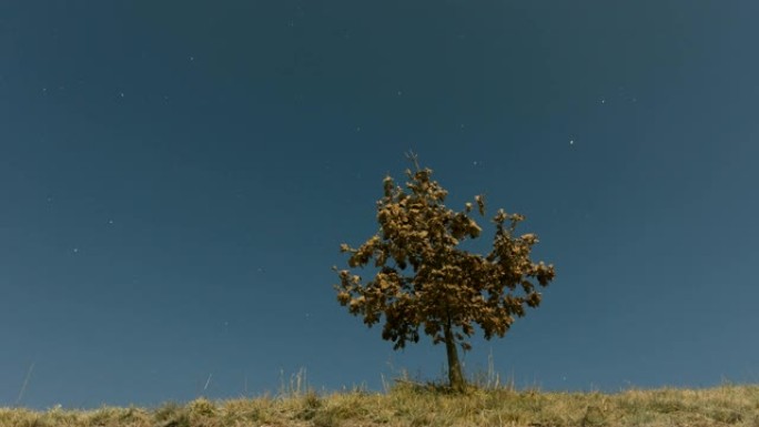 满月月食夜与星星的寂寞树的4k时间流逝