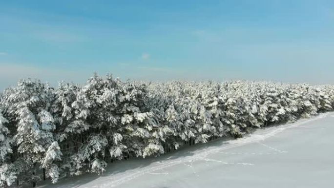 晴天冬季松林和雪路的鸟瞰图