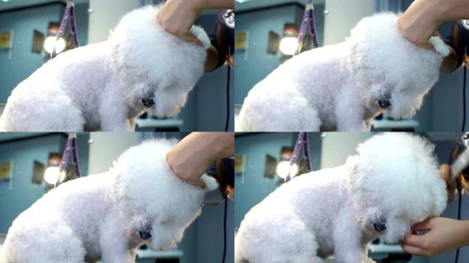 女人兽医在兽医诊所擦干狗的湿皮毛。