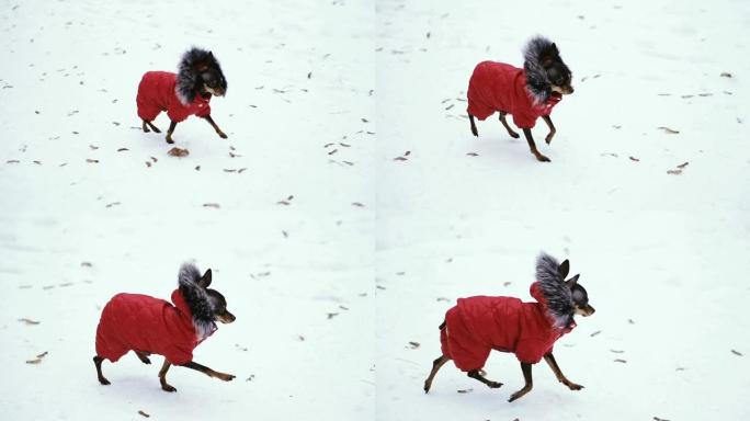 寒冷的狗衣服。