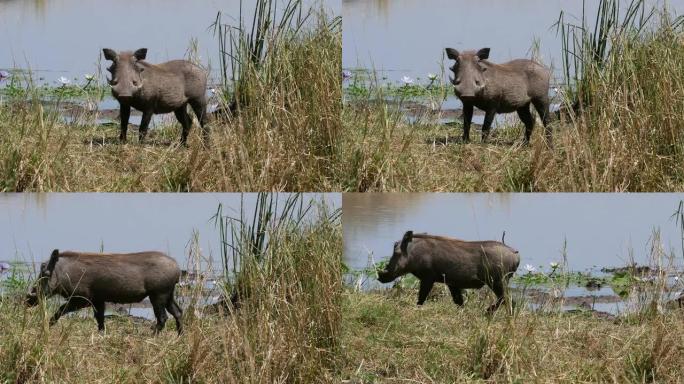 疣猪，phacochoerus aethiopicus，成人在水坑，内罗毕公园在肯尼亚，实时4K