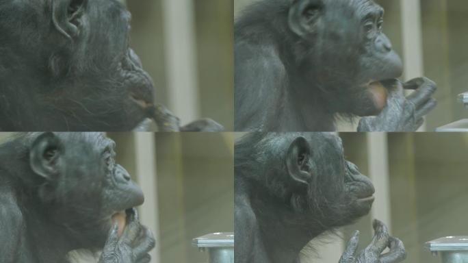 倭黑猩猩的脸特写，舔手指