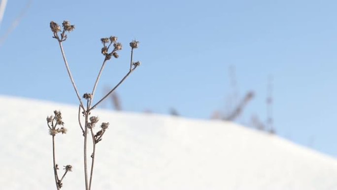 雪树的冬季景观