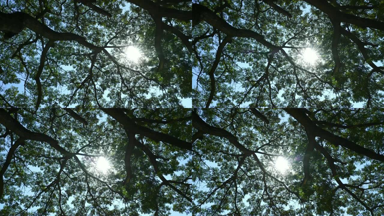 用太阳平移巨型雨树树枝的照片