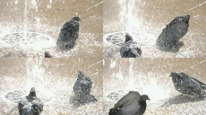 两只鸽子在地下喷泉中沐浴