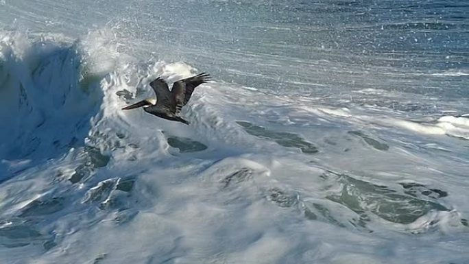 一只鹈鹕鸟在慢动作中飞过波浪