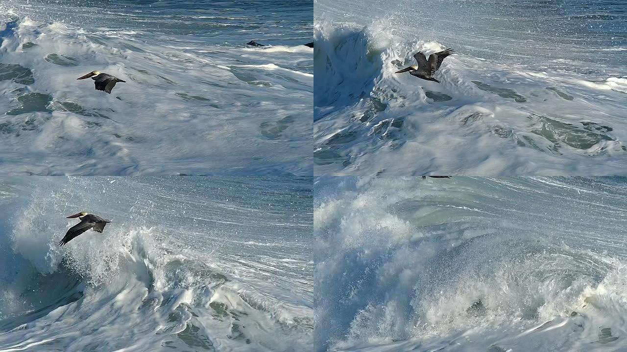 一只鹈鹕鸟在慢动作中飞过波浪