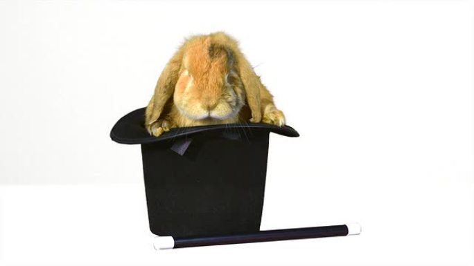 礼帽内的棕色兔子和白色背景上的魔术棒