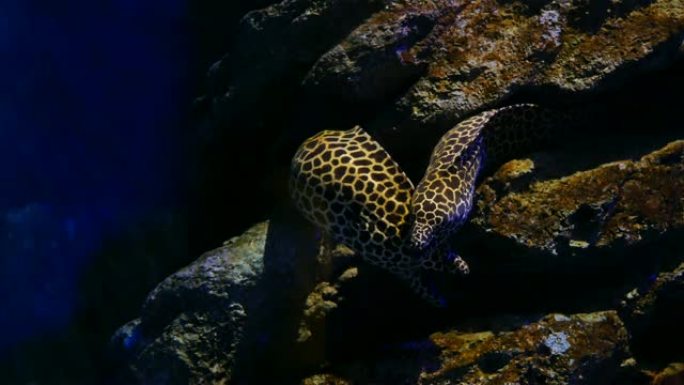 鱼缸中的海鳗，水族馆装饰。鱼缸里的海鳗。