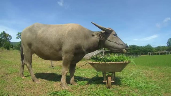 水牛或家养亚洲水牛 (Bubalus bubalis) 吃草，泰国黎府