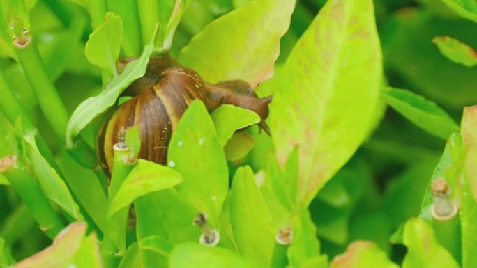 树枝上的花园蜗牛