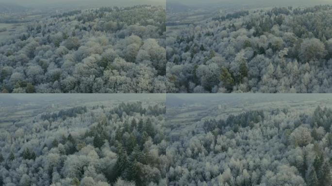 黑森林中的冰冻树的空气