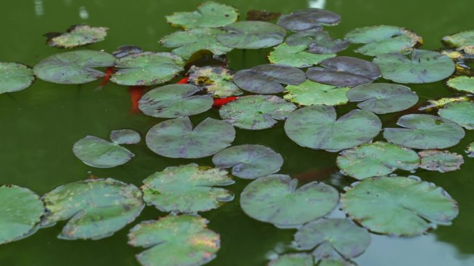 宁静庭院风景鱼池观赏