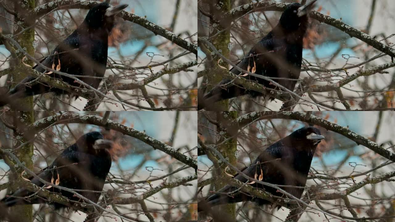 黑鸟乌鸦啄食雪花坐在树枝上