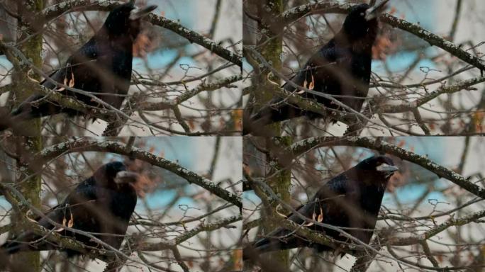 黑鸟乌鸦啄食雪花坐在树枝上